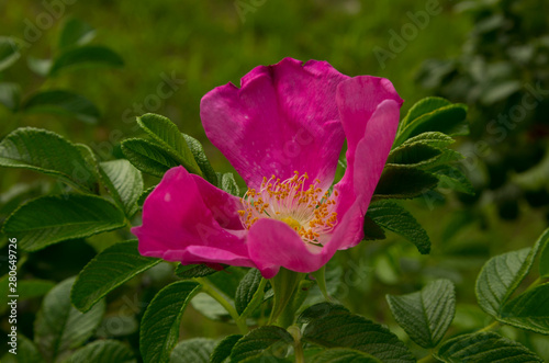 pink flower, Rosa rugosa in the garden