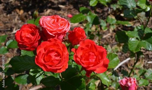 Summer in Nova Scotia  Closeup of Red Roses