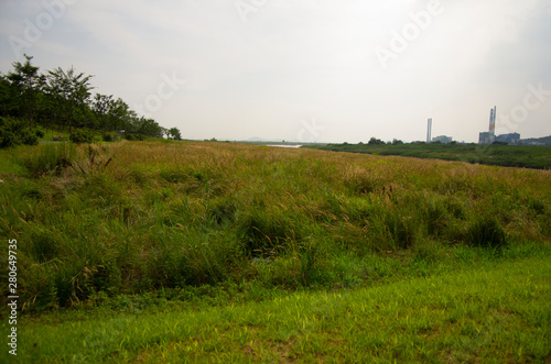 green grass and forest field 