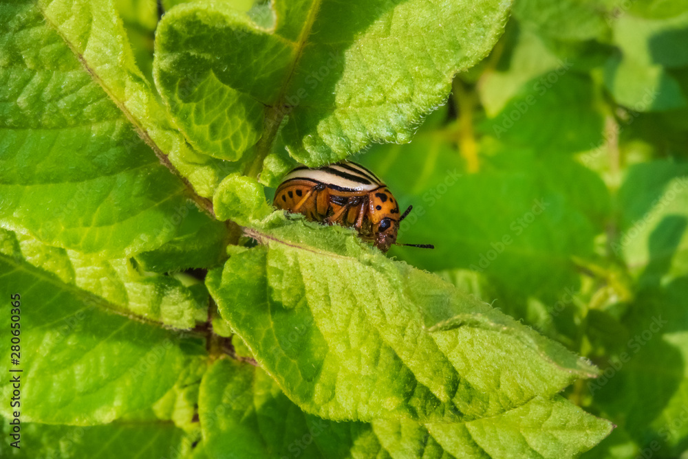Colorado potato beetle on a sheet of potato. Insect pest for agriculture and vegetable garden. Beetle on a leaf. Colorado potato beetle on a sheet of potato. Insect pest for agriculture and vegetable garden. Beetle on a leaf.