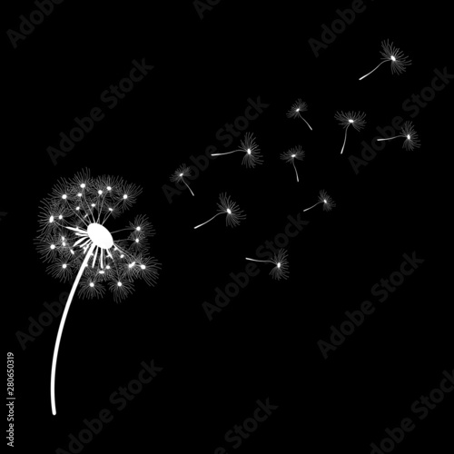 Dandelion with flying seeds white isolated on black backgrount vector illustration