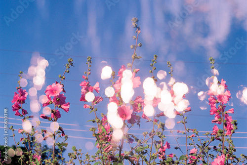 Pink flowers in shining light