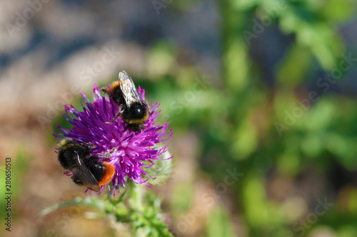 bumblebee on thistle © Iveta