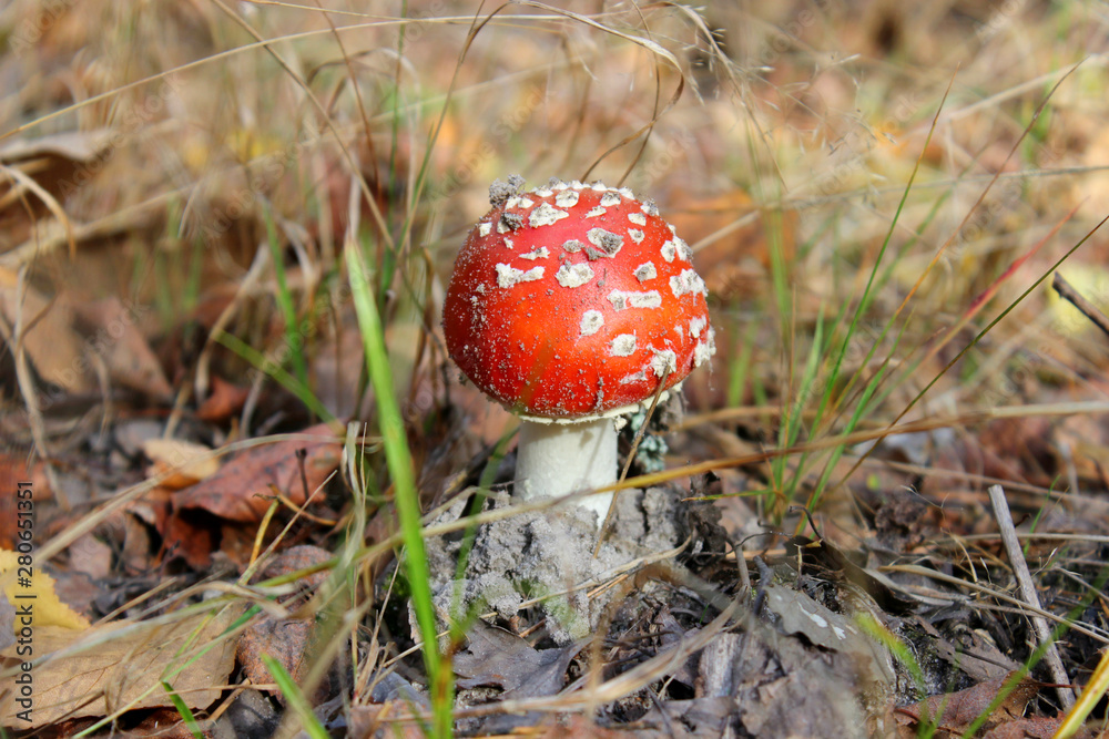 Red fly agaric in the forest. Amanita muscaria mushroom is photographed close-up in the forest. Red fly agaric in the forest. Amanita muscaria mushroom is photographed close-up in the forest.