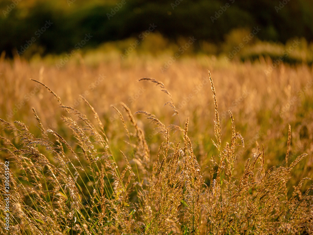 Obraz premium Summer field at sunset, Warm colors, Selective focus.