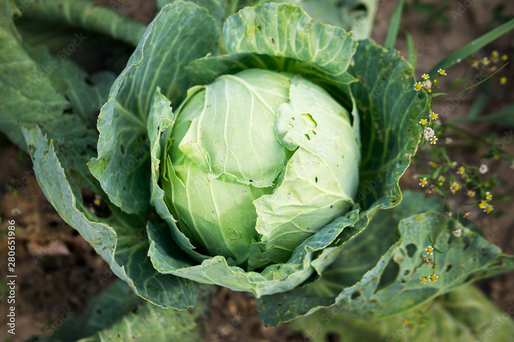 Fototapeta premium Big cabbage in the garden. Close-up. Cabbage petals
