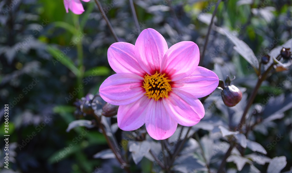 Summer in Nova Scotia: Closeup of Single-Flowering Happy Wink Lavender Dahlia Summer in Nova Scotia: Closeup of Single-Flowering Happy Wink Lavender Dahlia