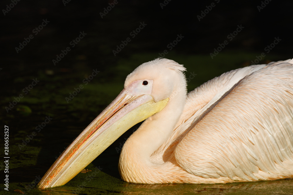 Pelican in late sunlight Pelican in late sunlight