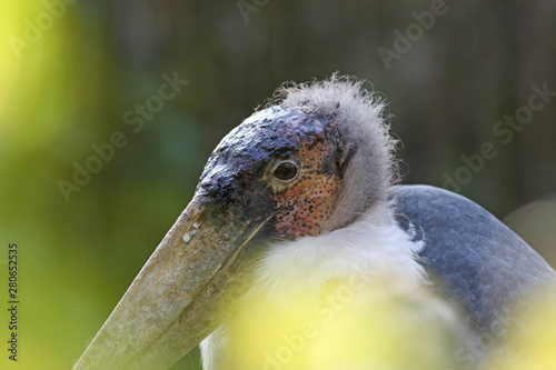 Bald-headed marabou bird