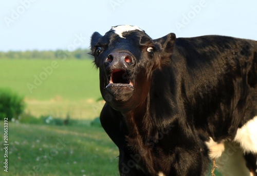 Newborn day old Holstein calf outside on the grass bawling for dinner on  a beautiful summer day