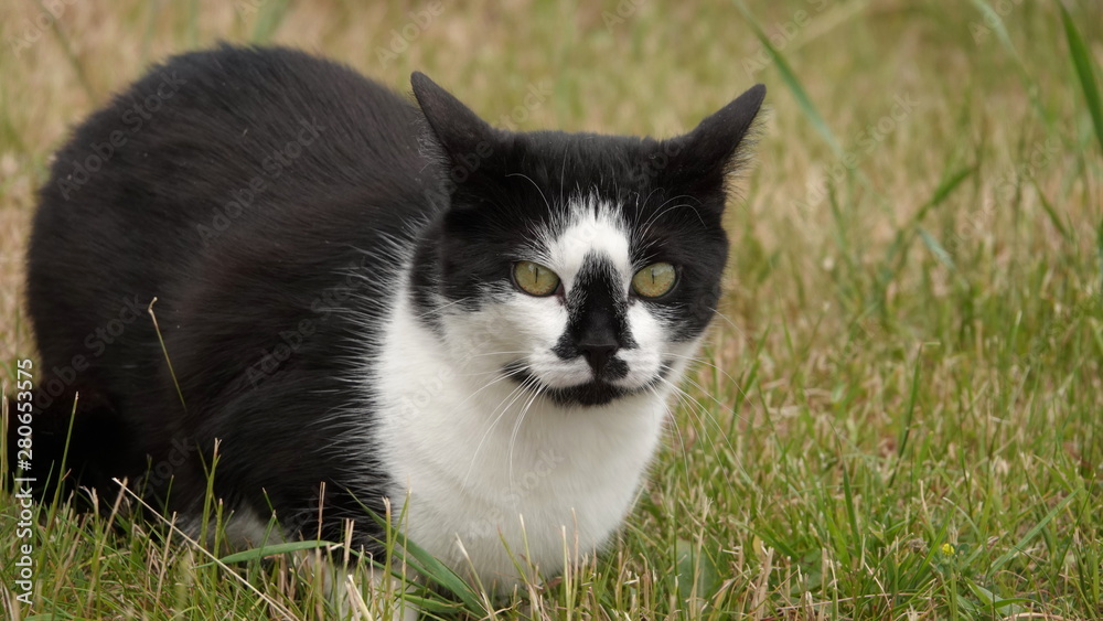 Black and white cat with odd face Black and white cat with odd face