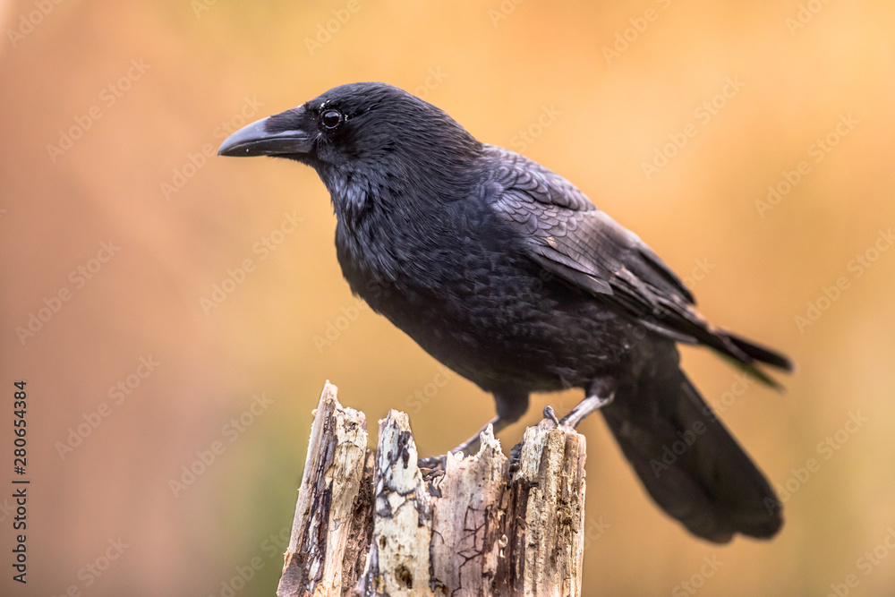 Obraz premium Carrion crow bright background