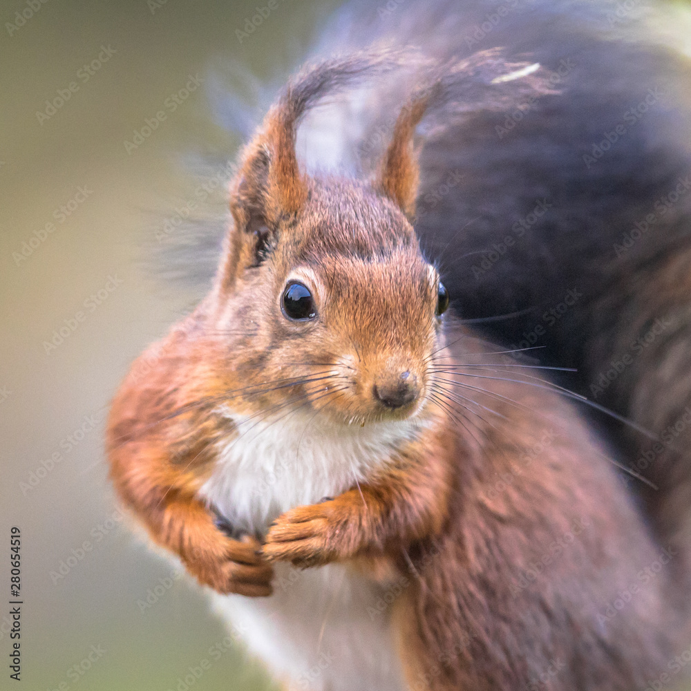 Red squirrel portrait