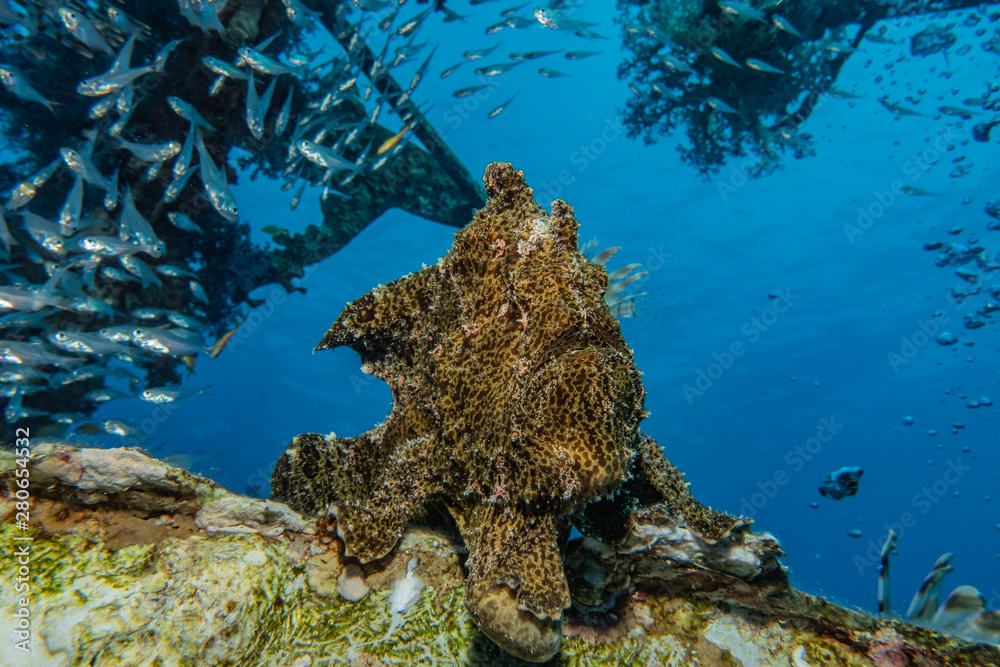 Fototapeta premium Frog fish in the Red Sea Colorful and beautiful, Eilat Israel