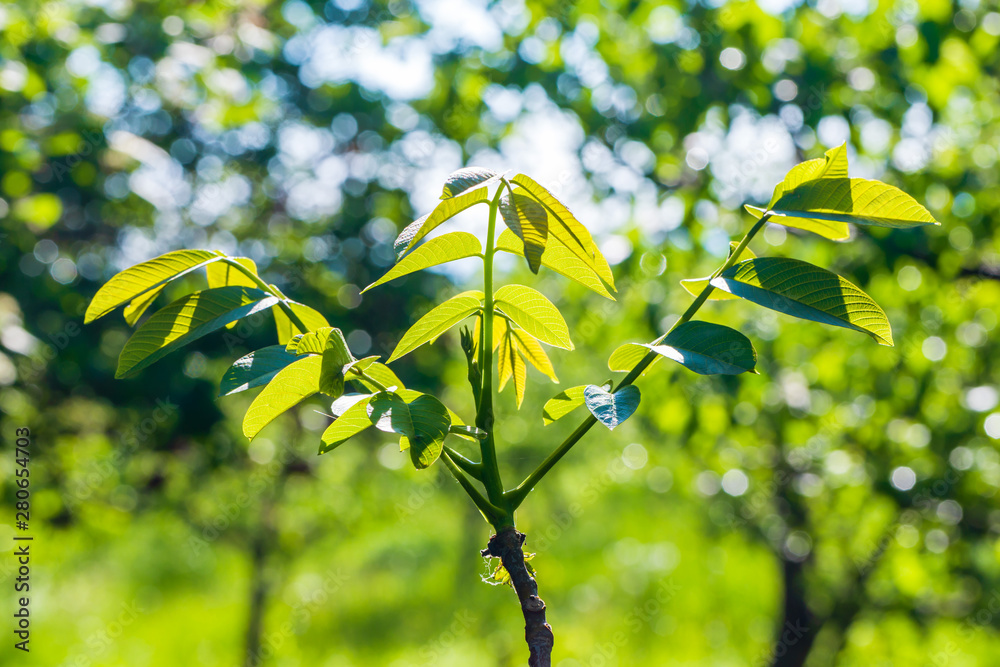Obraz premium Branchlets of walnut