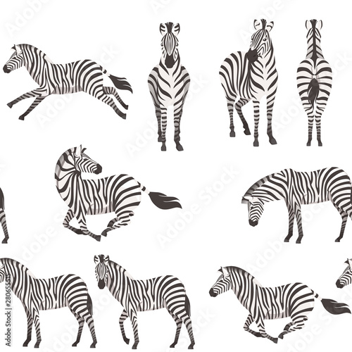 Seamless pattern of african zebra side and front view cartoon animal design flat vector illustration on white background