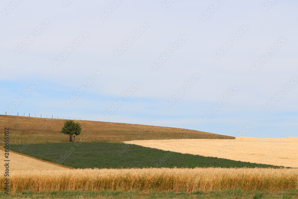 Un arbre isolé dans la campagne Allemande