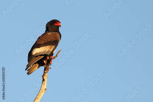 Gaukler / Bateleur / Terathopius ecaudatus photo