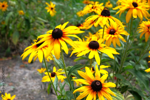 Yellow Echinacea flowers on green nature background in sunny day. Patch of coneflower in meadow.