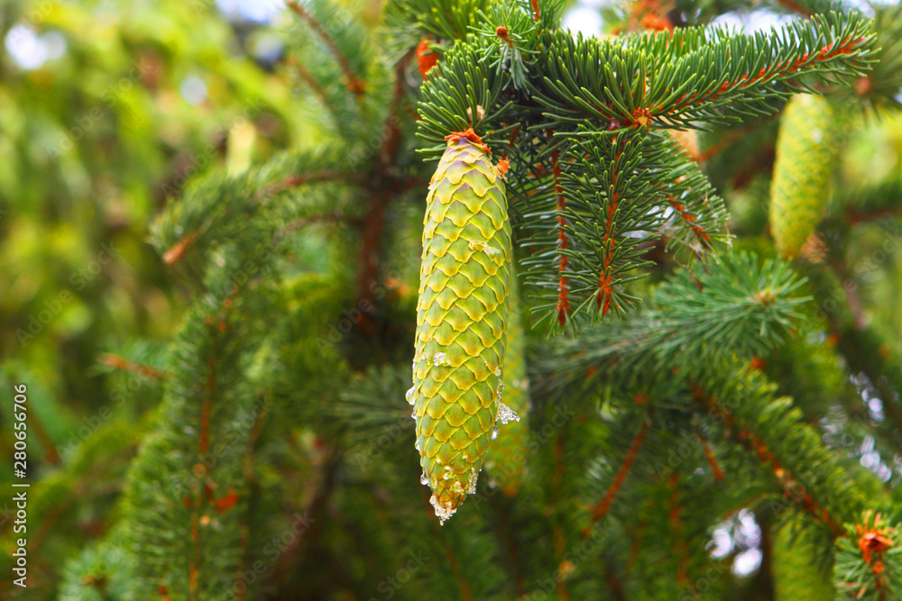 Fir cones with resin on a tree branch Fir cones with resin on a tree branch