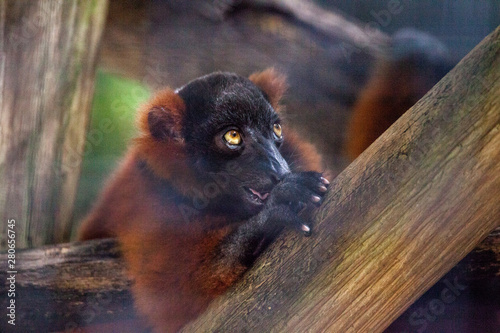 Baby red ruffed lemur pup Varecia rubra cling to branches photo