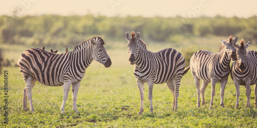 Four Common Zebra grooming on savanna