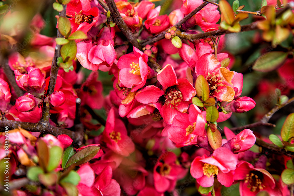 Pink Flowers of decorative apple tree Malus  purpurea neville copeman .Royalty in spring sunny day