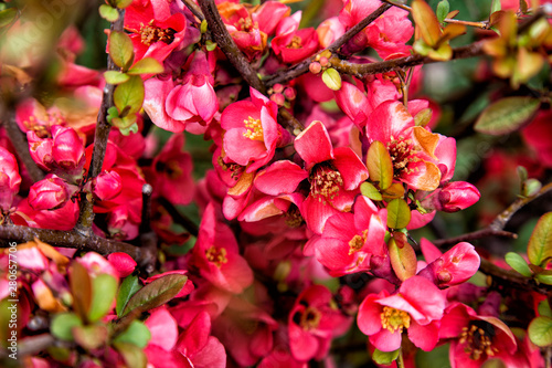 Pink Flowers of decorative apple tree Malus  purpurea neville copeman .Royalty in spring sunny day photo