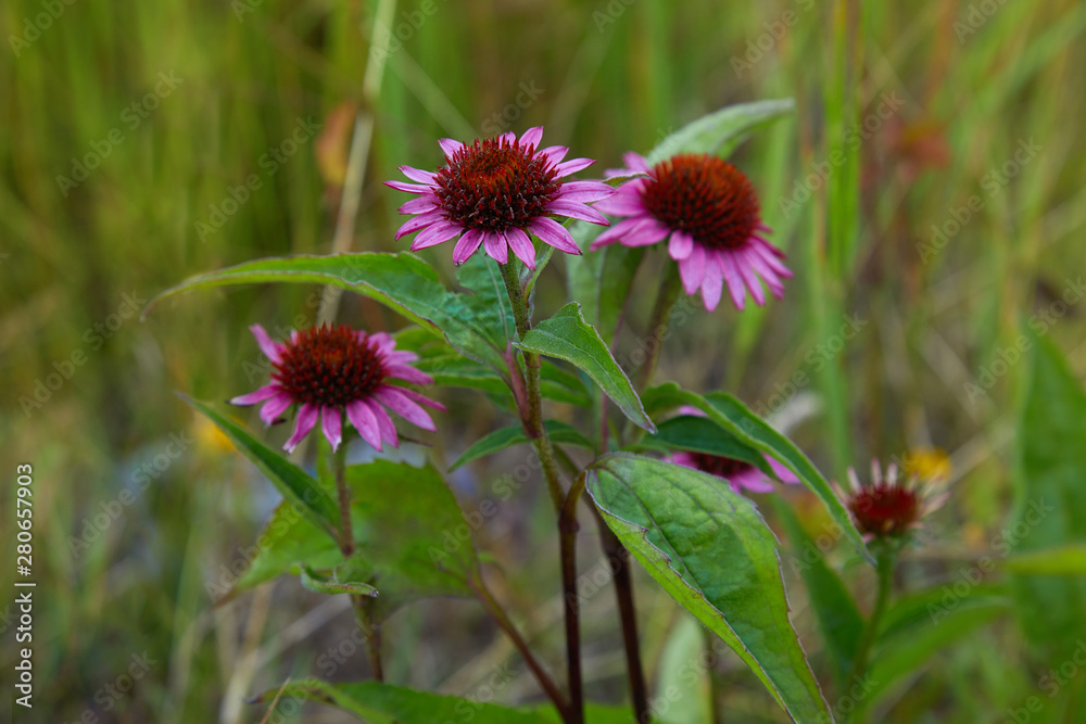 Plant of Coneflower, Echinacea angustifolia. Close up of pink Echinacea flower Plant of Coneflower, Echinacea angustifolia. Close up of pink Echinacea flower