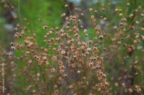 Linum perenne (perennial flax, blue flax or lint). Flax flower and seed capsules. 