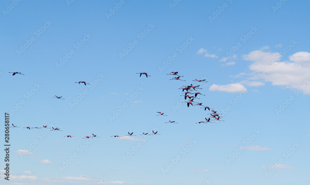 Group of pink flamingos flying over Lake Eber, Turkey Group of pink flamingos flying over Lake Eber, Turkey