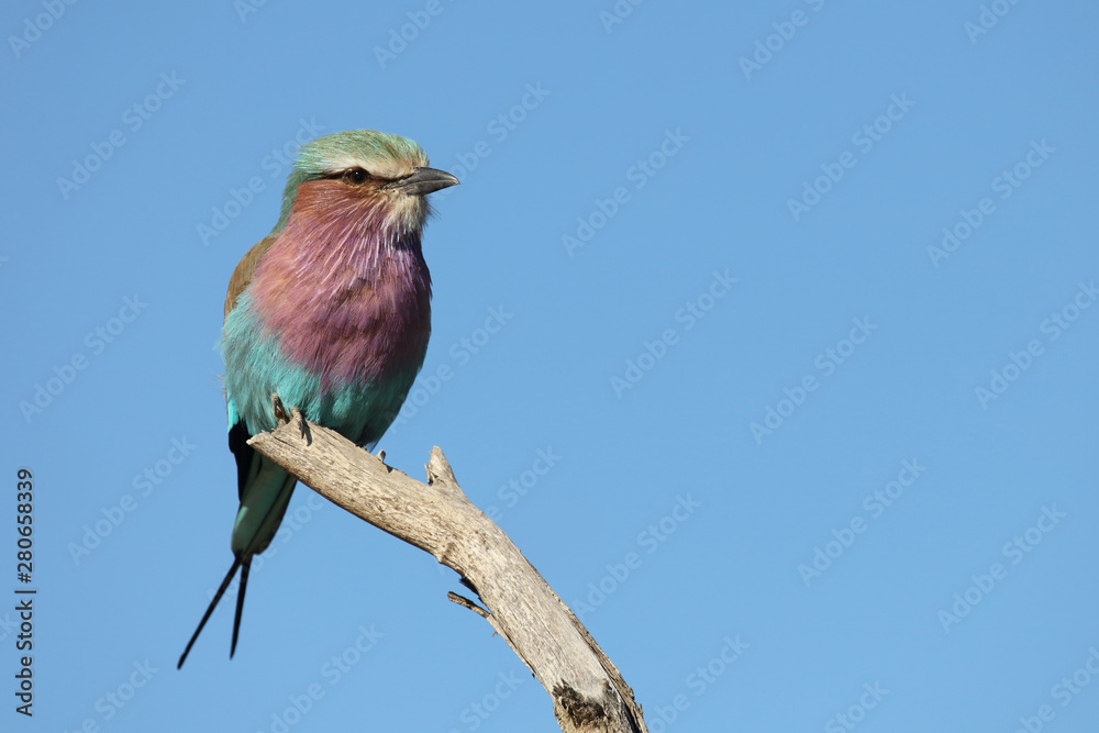 Fototapeta premium Gabelracke / Lilacbreasted Roller / Coracias caudata
