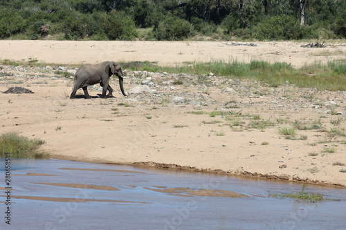 Afrikanischer Elefant   African elephant   Loxodonta africana