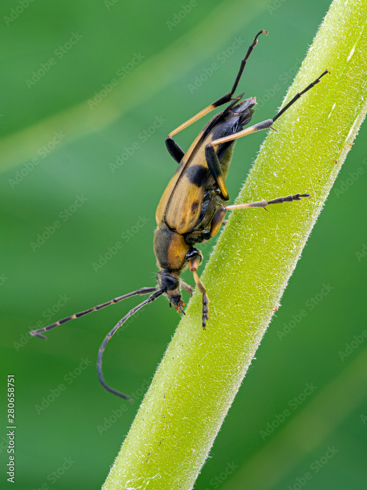 Fototapeta premium longhorn flower beetle, dusted with yellow pollen on a plant stem, side view