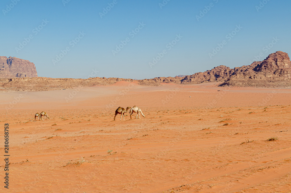 Deserto della Giordania