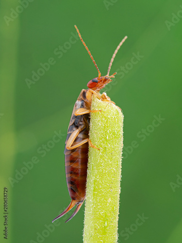 female common or European earwig, Forficula auricularia, climbing on plant stem, looking down, side view photo