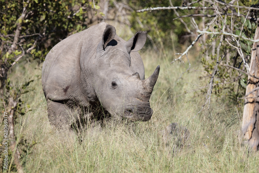 Breitmaulnashorn / Square-lipped Rhinoceros / Ceratotherium Simum Breitmaulnashorn / Square-lipped Rhinoceros / Ceratotherium Simum