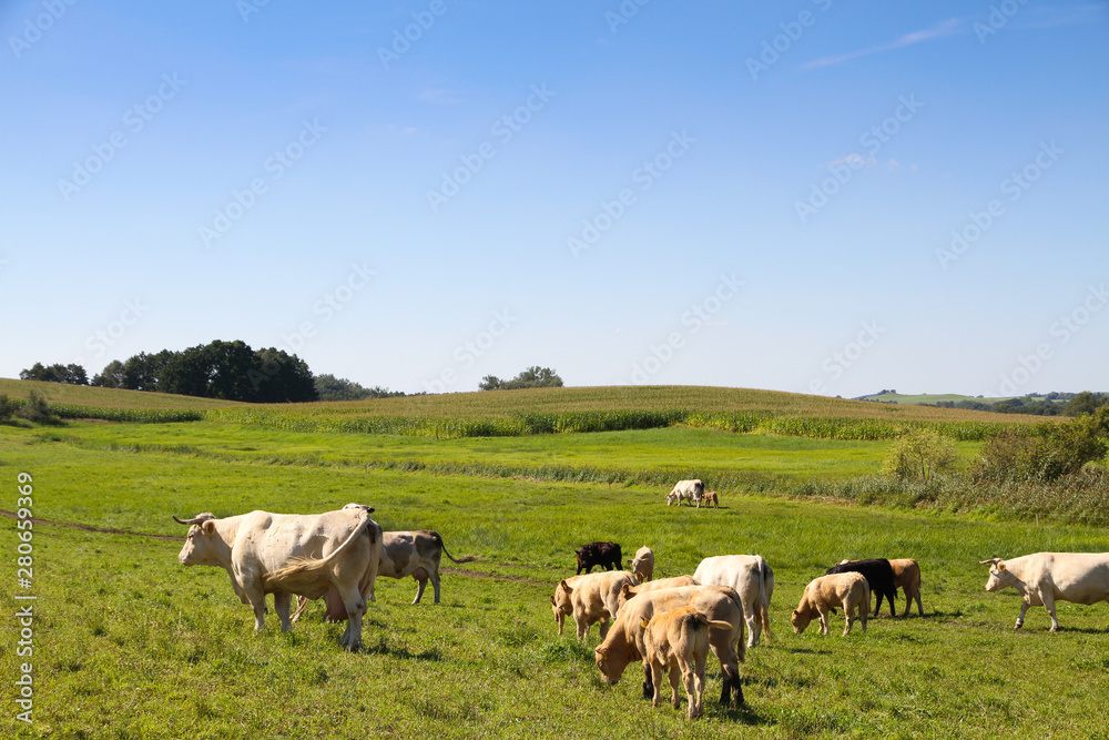 Herd of cows grazing in a green fresh pasture field with flowers in idyllic countryside cattle scene during Spring and Summer season.