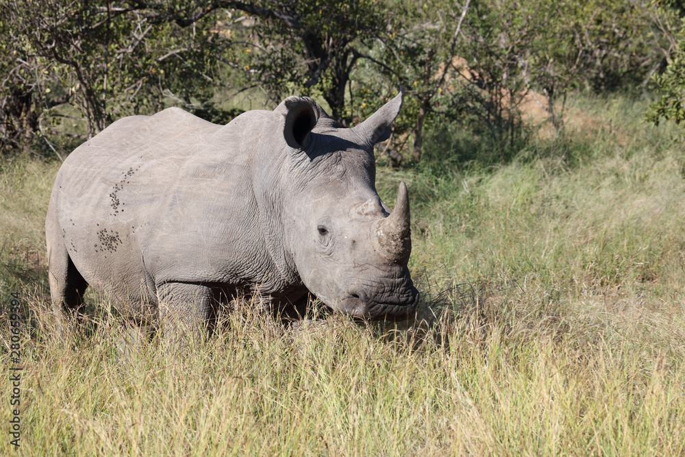 Breitmaulnashorn / Square-lipped Rhinoceros / Ceratotherium Simum Breitmaulnashorn / Square-lipped Rhinoceros / Ceratotherium Simum