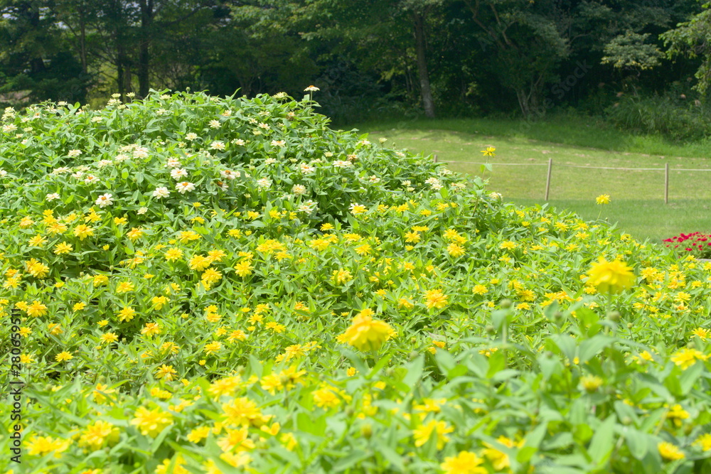field of dandelions
