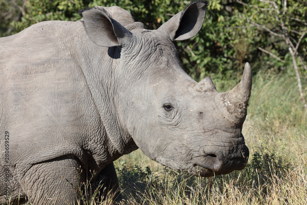 Breitmaulnashorn / Square-lipped Rhinoceros / Ceratotherium Simum Breitmaulnashorn / Square-lipped Rhinoceros / Ceratotherium Simum
