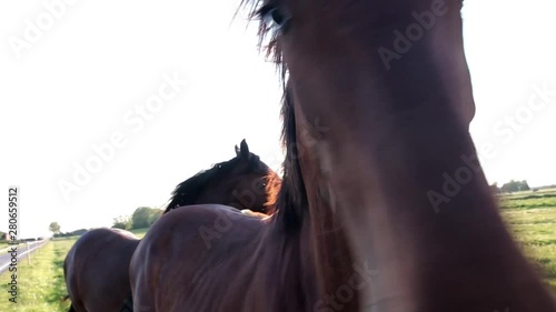 horse eye close up footage