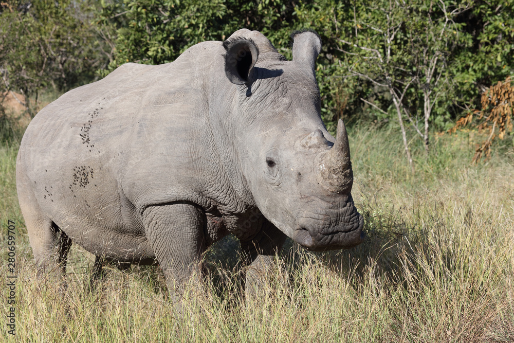 Breitmaulnashorn / Square-lipped Rhinoceros / Ceratotherium Simum