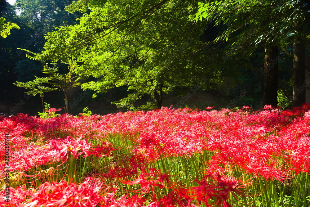 flowers in the garden
