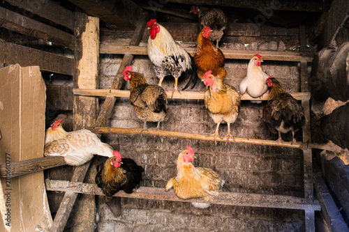 chicken and rooster in the chicken coop agriculture