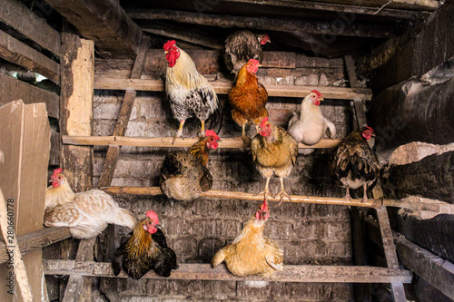 chicken and rooster in the chicken coop agriculture photo