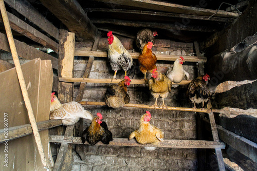 chicken and rooster in the chicken coop agriculture