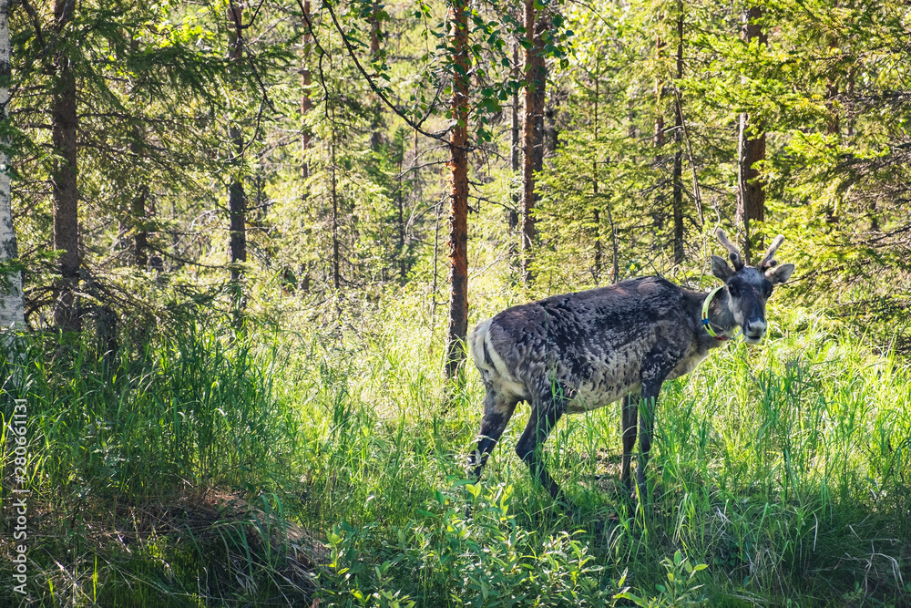 Fototapeta premium Young reindeer in the forest of Overkalix Municipality, Norrbotten County, Sweden