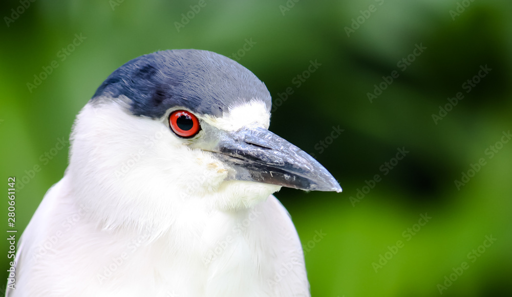 Fototapeta premium Black-crowned night heron bird (Nycticorax nycticorax) close head portrait. Bird with white and black plumage and bright red eyes against a dark green forest out of focus background.