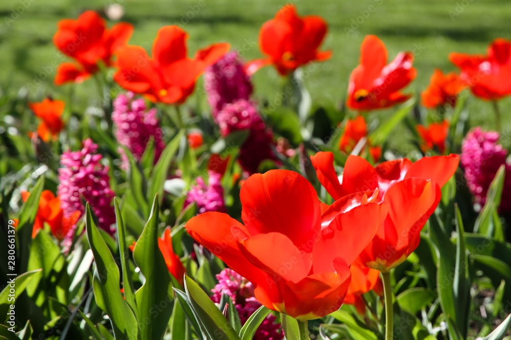 Spring red tulips blooming with green stalk in a garden field. Concept image for seasons Spring and Summer, Nature, Valentine´s and Mother´s Day. Spring red tulips blooming with green stalk in a garden field. Concept image for seasons Spring and Summer, Nature, Valentine´s and Mother´s Day.